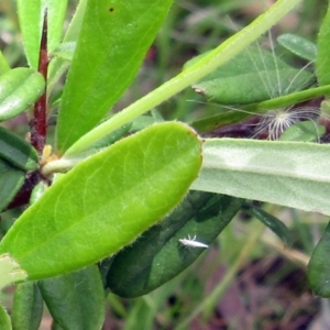 Pyracantha angustifolia (Firethorn, Orange Firethorn) at Weetangera, ACT by sangio7