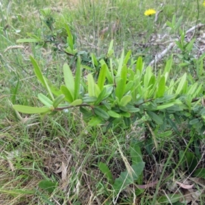 Pyracantha angustifolia at Weetangera, ACT - 6 Dec 2022