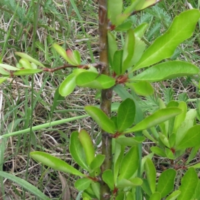 Pyracantha fortuneana (Firethorn) at The Pinnacle - 15 Nov 2022 by sangio7