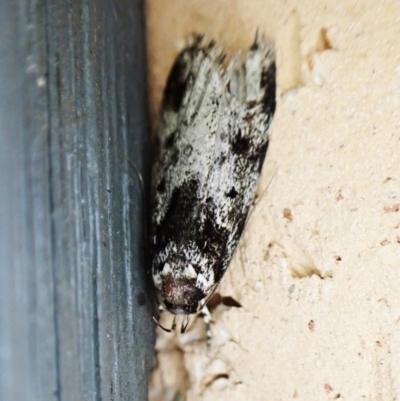 Barea confusella (A Concealer moth) at Cook, ACT - 4 Dec 2022 by CathB