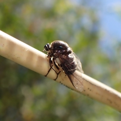 Ogcodes basalis (A hunch-back fly) at Cook, ACT - 7 Dec 2022 by CathB