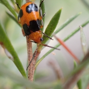 Aulacophora hilaris (Pumpkin Beetle) at Murrumbateman, NSW by SimoneC