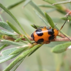 Aulacophora hilaris at Murrumbateman, NSW - 7 Dec 2022 12:45 PM