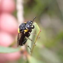 Pergagrapta bicolor (A sawfly) at Murrumbateman, NSW - 7 Dec 2022 by SimoneC