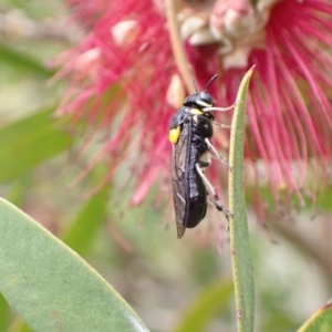 Pergagrapta bicolor at Murrumbateman, NSW - 7 Dec 2022 12:41 PM