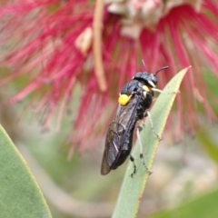 Pergagrapta bicolor at Murrumbateman, NSW - 7 Dec 2022
