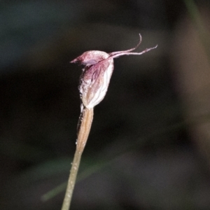 Pterostylis pedunculata at Paddys River, ACT - 7 Dec 2022