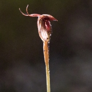 Pterostylis pedunculata at Paddys River, ACT - 7 Dec 2022