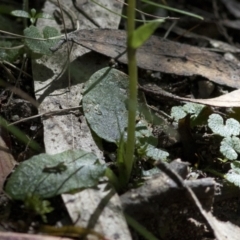 Pterostylis pedunculata at Paddys River, ACT - 7 Dec 2022