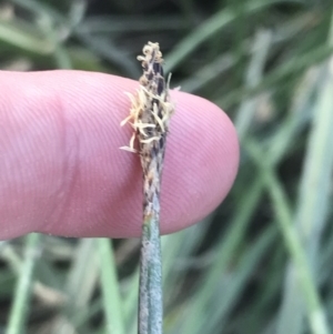 Eleocharis acuta at Giralang, ACT - 22 Nov 2022 07:03 PM