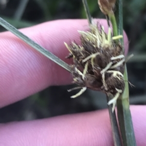 Bolboschoenus caldwellii at McKellar, ACT - 22 Nov 2022