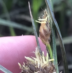 Bolboschoenus caldwellii at McKellar, ACT - 22 Nov 2022