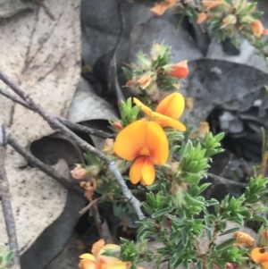 Pultenaea subspicata at Giralang, ACT - 22 Nov 2022