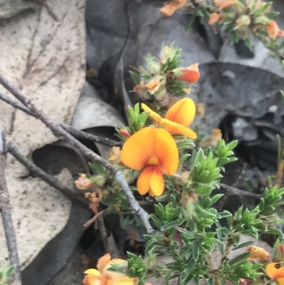 Pultenaea subspicata (Low Bush-pea) at Giralang, ACT - 22 Nov 2022 by Tapirlord