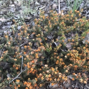 Pultenaea subspicata at Giralang, ACT - 22 Nov 2022