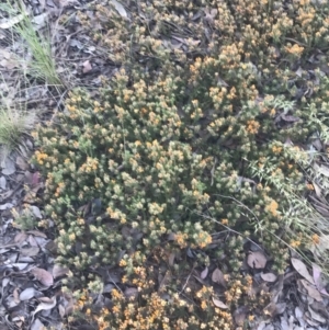 Pultenaea subspicata at Giralang, ACT - 22 Nov 2022