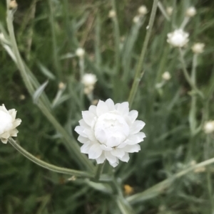 Ammobium alatum at Kaleen, ACT - 22 Nov 2022 06:21 PM