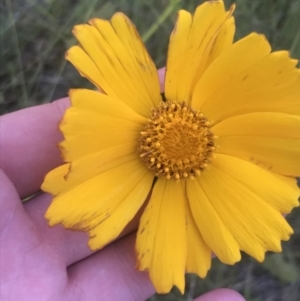 Coreopsis lanceolata at Giralang, ACT - 22 Nov 2022