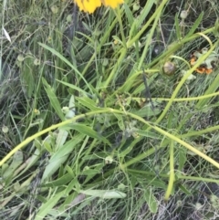 Coreopsis lanceolata at Giralang, ACT - 22 Nov 2022