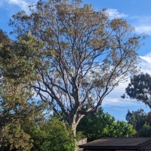 Callocephalon fimbriatum at Phillip, ACT - suppressed