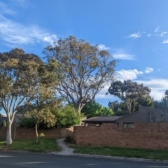 Callocephalon fimbriatum at Phillip, ACT - suppressed