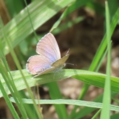 Zizina otis (Common Grass-Blue) at Fyshwick, ACT - 6 Dec 2022 by RodDeb