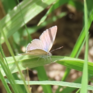 Zizina otis at Fyshwick, ACT - 6 Dec 2022 11:19 AM