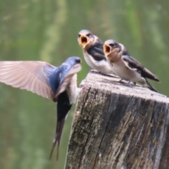 Hirundo neoxena (Welcome Swallow) at Jerrabomberra Wetlands - 6 Dec 2022 by RodDeb