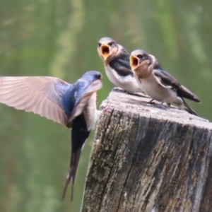 Hirundo neoxena (Welcome Swallow) at suppressed by RodDeb