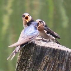 Hirundo neoxena at Fyshwick, ACT - 6 Dec 2022