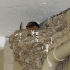 Hirundo neoxena at Fyshwick, ACT - 6 Dec 2022