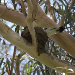 Grallina cyanoleuca (Magpie-lark) at Fyshwick, ACT - 6 Dec 2022 by RodDeb