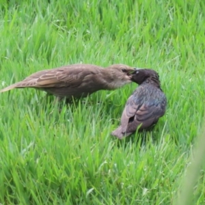 Sturnus vulgaris at Fyshwick, ACT - 6 Dec 2022 01:24 PM