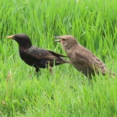 Sturnus vulgaris at Fyshwick, ACT - 6 Dec 2022 01:24 PM