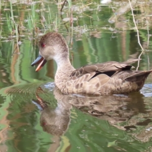 Anas gracilis at Fyshwick, ACT - 6 Dec 2022