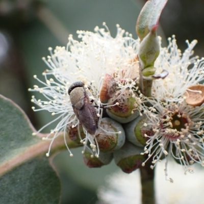 Stomorhina discolor (Snout fly) at Murrumbateman, NSW - 7 Dec 2022 by SimoneC