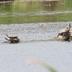 Chelodina longicollis (Eastern Long-necked Turtle) at Jerrabomberra Wetlands - 6 Dec 2022 by RodDeb