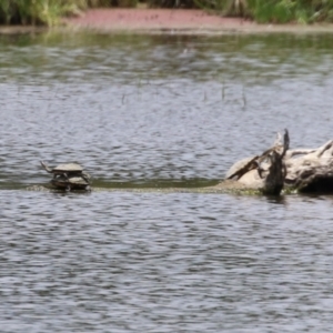 Chelodina longicollis at Fyshwick, ACT - 6 Dec 2022