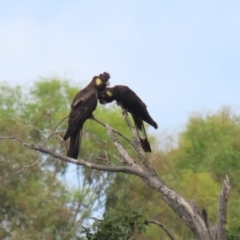 Zanda funerea (Yellow-tailed Black-Cockatoo) at Jerrabomberra Wetlands - 6 Dec 2022 by RodDeb