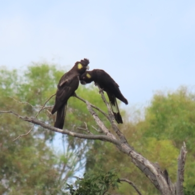 Zanda funerea (Yellow-tailed Black-Cockatoo) at Fyshwick, ACT - 6 Dec 2022 by RodDeb