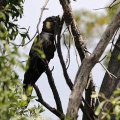 Zanda funerea at Fyshwick, ACT - 6 Dec 2022 12:26 PM