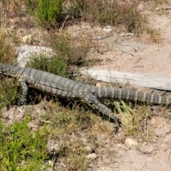 Varanus rosenbergi (Heath or Rosenberg's Monitor) at Tennent, ACT - 7 Dec 2022 by Ranger788