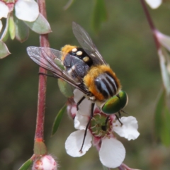 Scaptia (Scaptia) auriflua (A flower-feeding march fly) at Block 402 - 7 Dec 2022 by MatthewFrawley