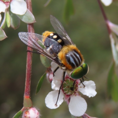Scaptia (Scaptia) auriflua (A flower-feeding march fly) at Piney Ridge - 7 Dec 2022 by MatthewFrawley