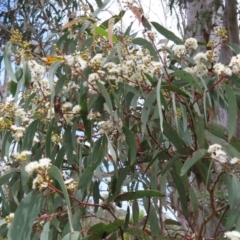 Eucalyptus rossii (Inland Scribbly Gum) at Block 402 - 7 Dec 2022 by MatthewFrawley