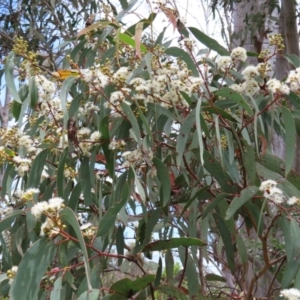 Eucalyptus rossii at Stromlo, ACT - 7 Dec 2022
