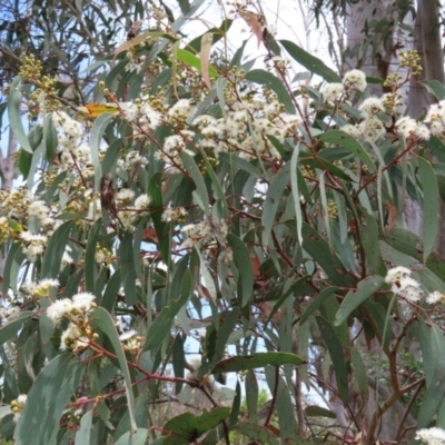 Eucalyptus rossii (Inland Scribbly Gum) at Block 402 - 7 Dec 2022 by MatthewFrawley