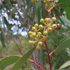Eucalyptus rossii at Stromlo, ACT - 7 Dec 2022