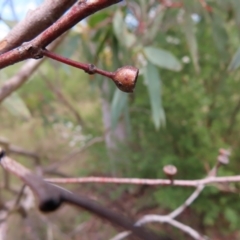 Eucalyptus rossii at Stromlo, ACT - 7 Dec 2022