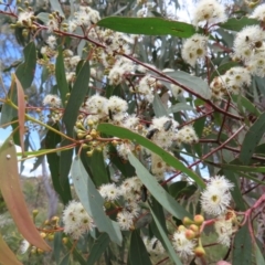 Eucalyptus rossii at Stromlo, ACT - 7 Dec 2022